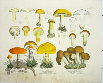 Mushroom Atlas 41